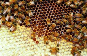 Back at the beehive, the bees mix the collected nectar with enzymes