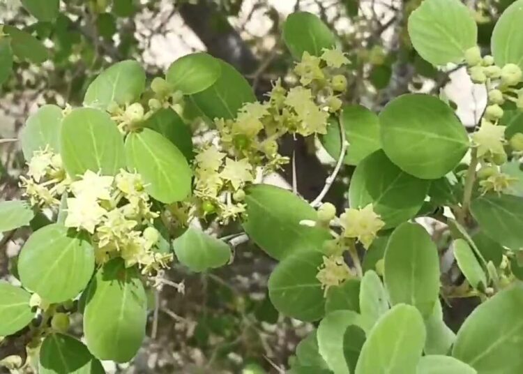 Sidr tree blossoms