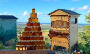 sidr honey packaging in dubai